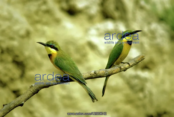  : LITTLE BEE-EATER