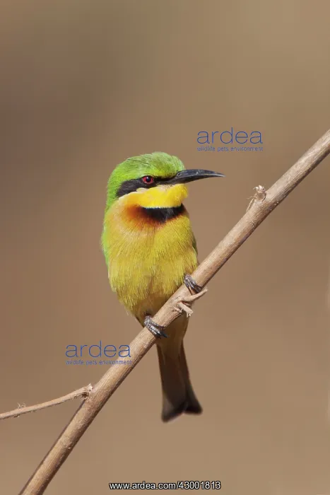 : Little Bee-eater : Little Bee-eater