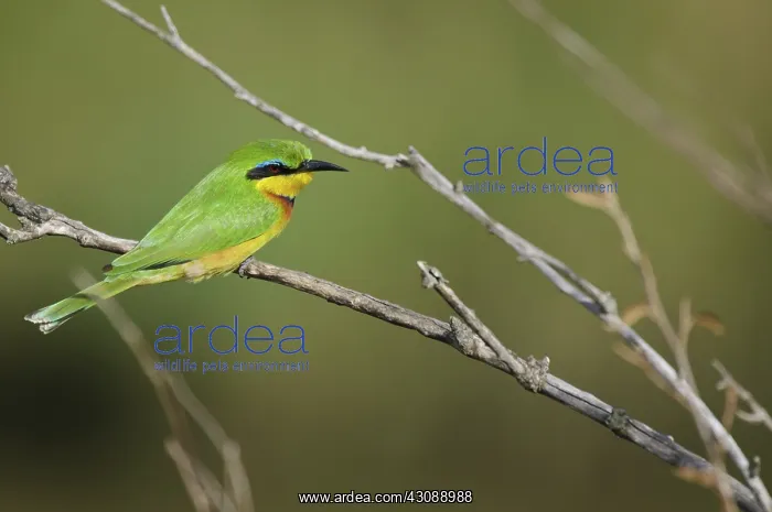 : Little Bee-Eater : Little Bee-Eater