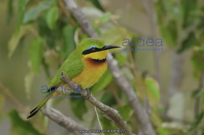 : Little Bee-Eater : Little Bee-Eater