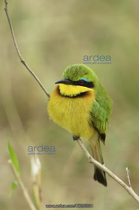 : Little Bee-Eater : Little Bee-Eater