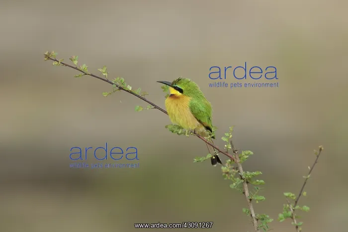 : Little Bee-eater : Little Bee-eater