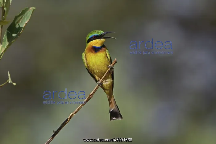 : Little Bee Eater : Little Bee Eater