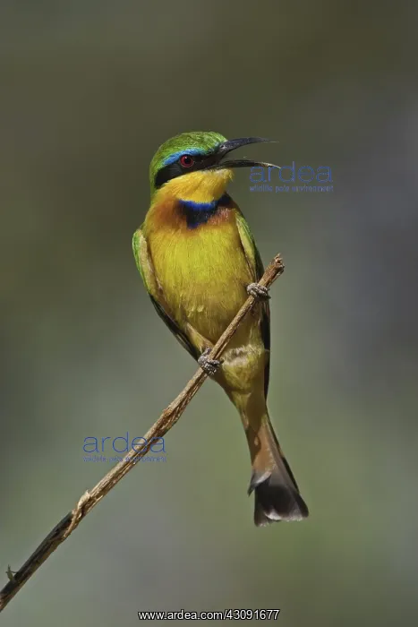 : Little Bee Eater : Little Bee Eater