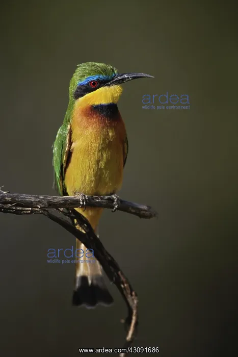 : Little Bee Eater : Little Bee Eater
