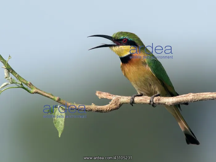 : Little Bee-eater : Little Bee-eater