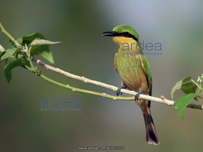 : Little Bee-eater : Little Bee-eater