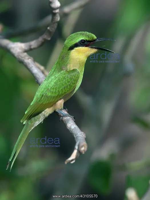 : Little Bee-eater : Little Bee-eater