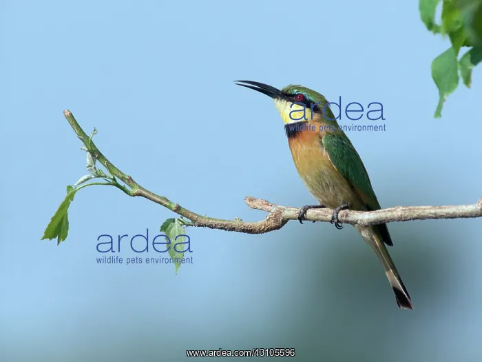 : Little Bee-eater : Little Bee-eater
