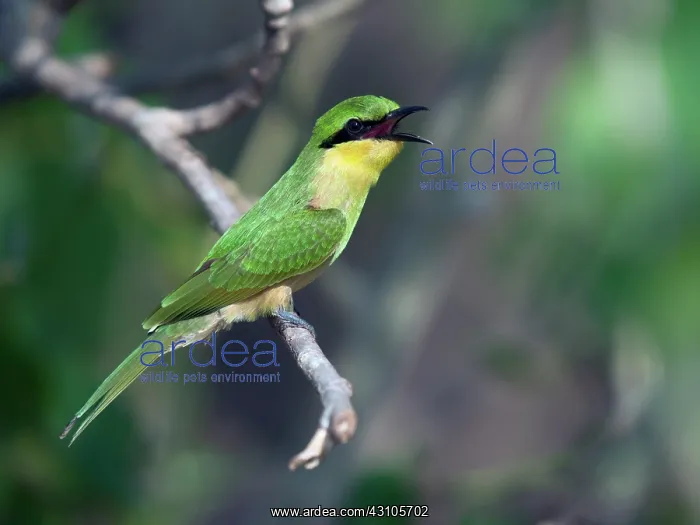 : Little Bee-eater : Little Bee-eater