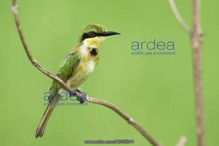 : Little Bee-eater : Little Bee-eater