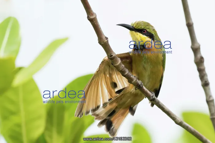 : Little Bee-eater : Little Bee-eater
