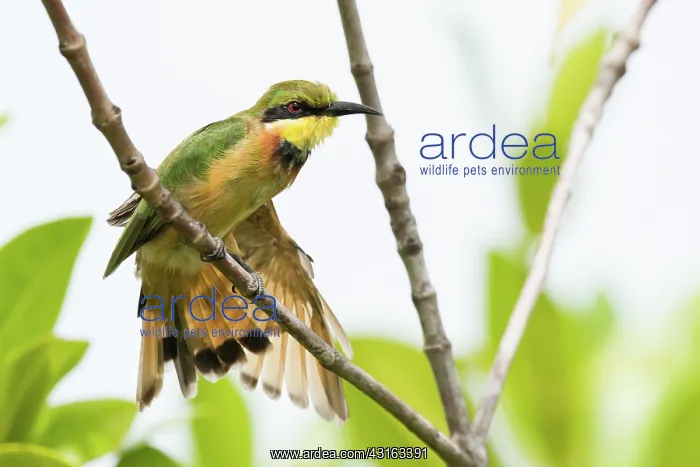 : Little Bee-eater : Little Bee-eater