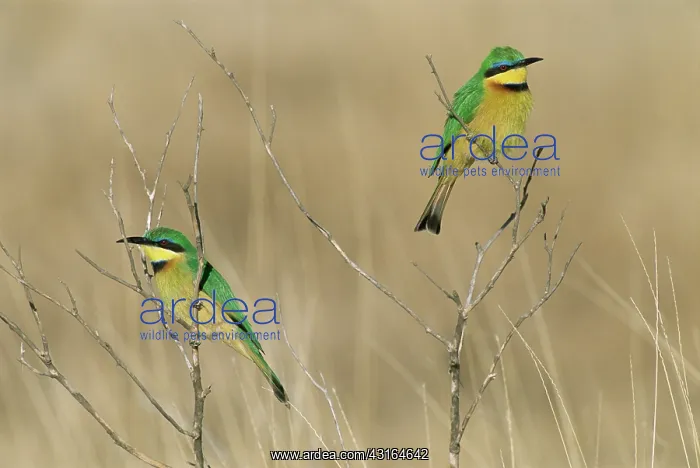 : Little Bee-eater : Little Bee-eater
