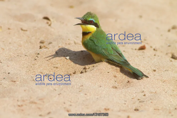 : Little Bee-eater : Little Bee-eater