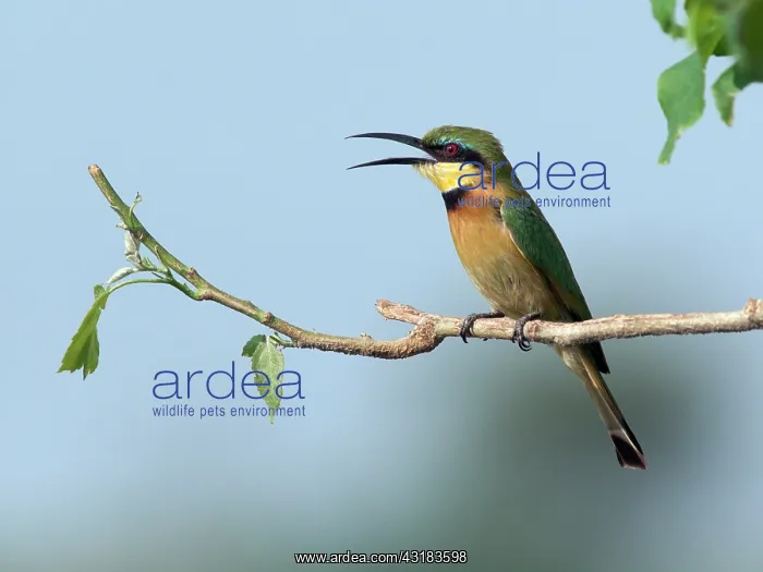 : Little Bee-eater : Little Bee-eater