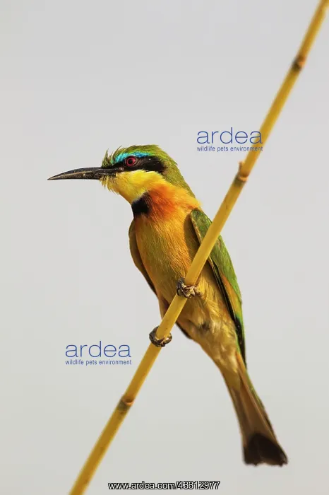 : Little Bee-Eater : Little Bee-Eater