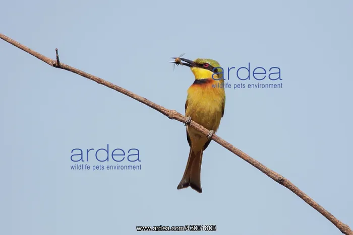 : Little Bee-eater with bee : Little Bee-eater with bee