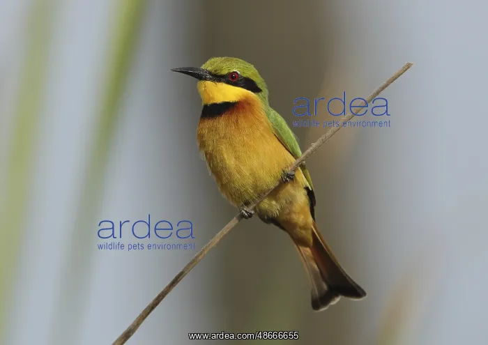 : Little Bee-eater (Merops pusillus), Gambia, Africa : Little Bee-eater (Merops pusillus), Gambia, Africa