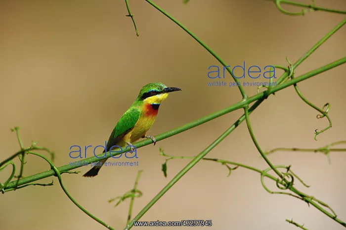 : Little Bee Eater, Merops revoilii, Masai : Little Bee Eater, Merops revoilii, Masai