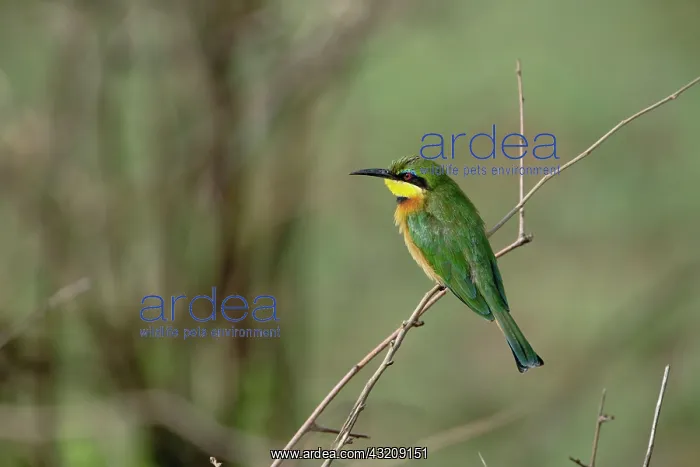 : Little Bee Eater, Merops revoilii, Serengeti : Little Bee Eater, Merops revoilii, Serengeti