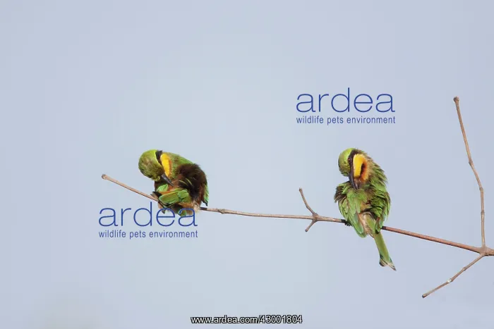 : Little Bee-eater pair preening : Little Bee-eater pair preening