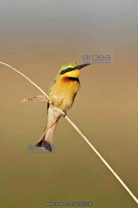 : Little Bee-Eater - perched on thin reed : Little Bee-Eater - perched on thin reed