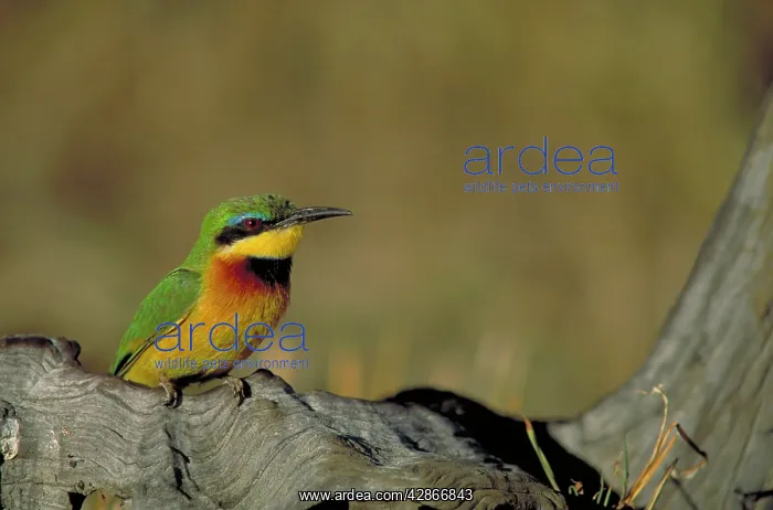 : Little Bee-Eater - Single bird perched on deadwood : Little Bee-Eater - Single bird perched on deadwood