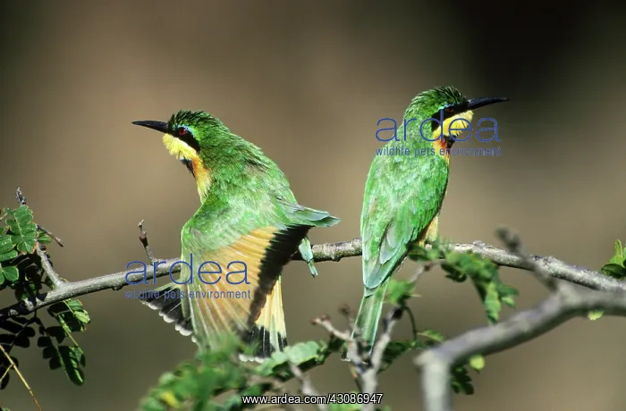 : Little Bee-Eaters : Little Bee-Eaters