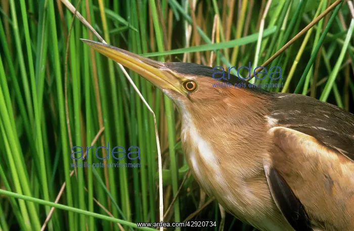  : LITTLE BITTERN