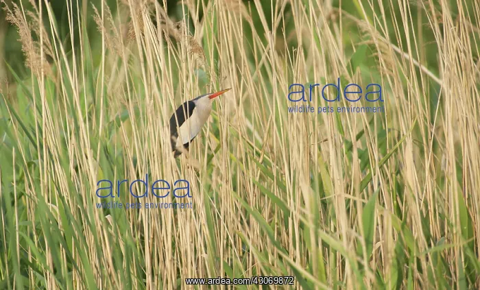 : Little Bittern : Little Bittern