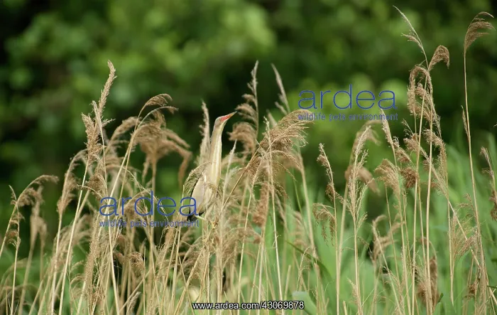 : Little Bittern : Little Bittern