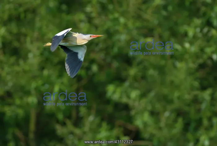  : Little Bittern