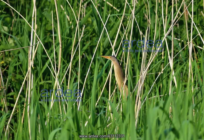 : Little Bittern : Little Bittern