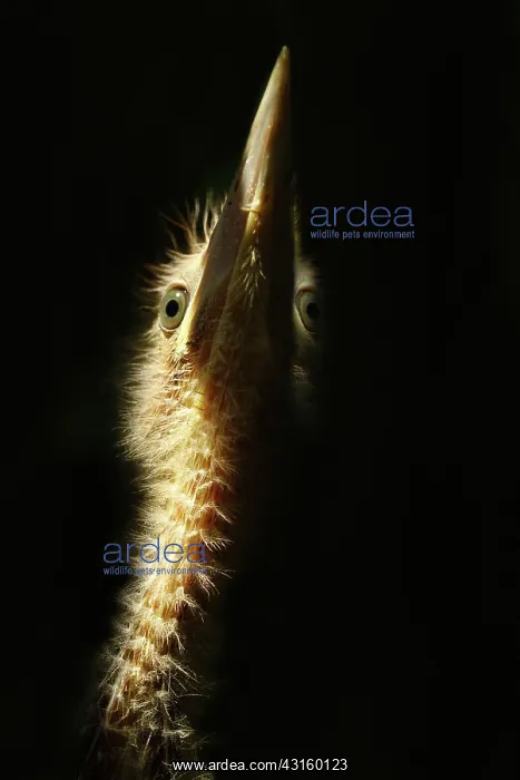 : Little Bittern : Little Bittern