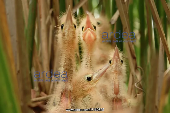: Little Bittern : Little Bittern