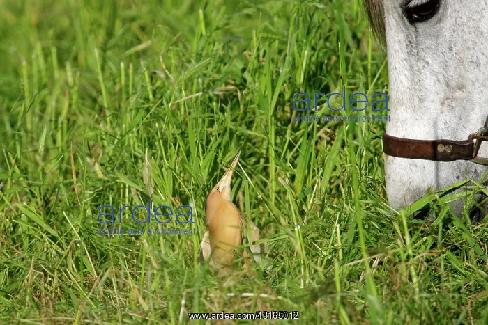 : Little Bittern : Little Bittern