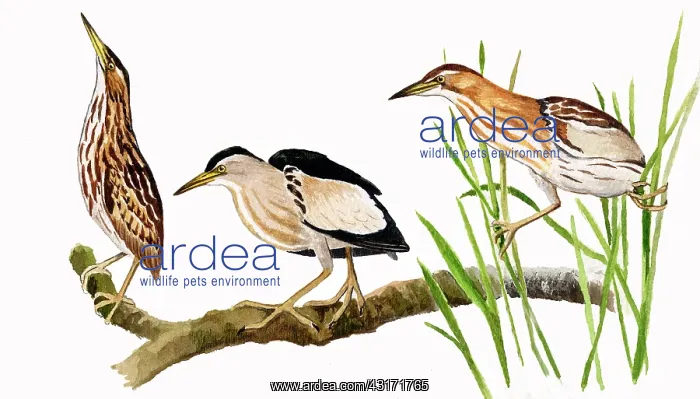 : Little Bittern : Little Bittern