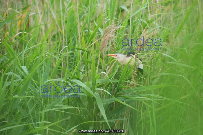 : Little Bittern : Little Bittern