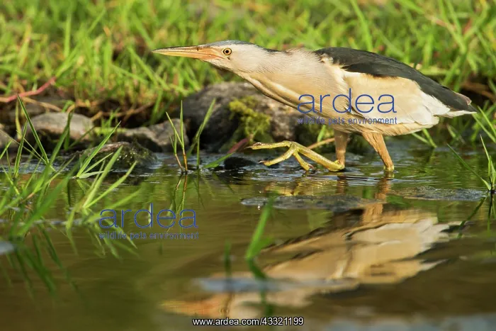  : Little Bittern