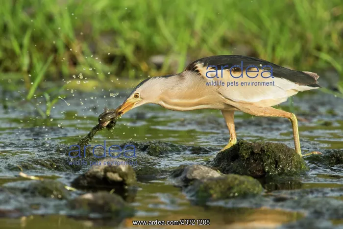 : Little Bittern : Little Bittern