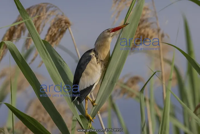: Little Bittern (Botaurus minutus) : Little Bittern (Botaurus minutus)