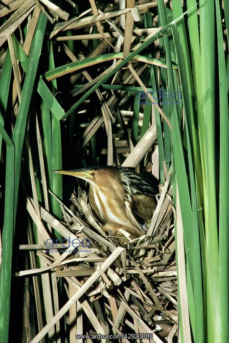 : Little Bittern - female in reed nestSS : Little Bittern - female in reed nestSS