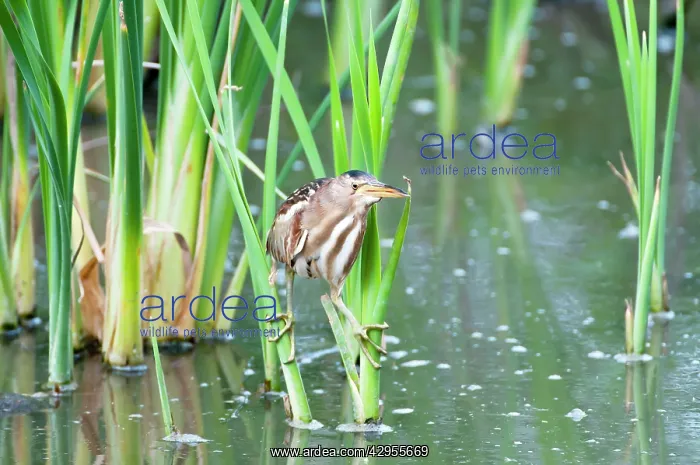 : Little Bittern - female on reeds : Little Bittern - female on reeds