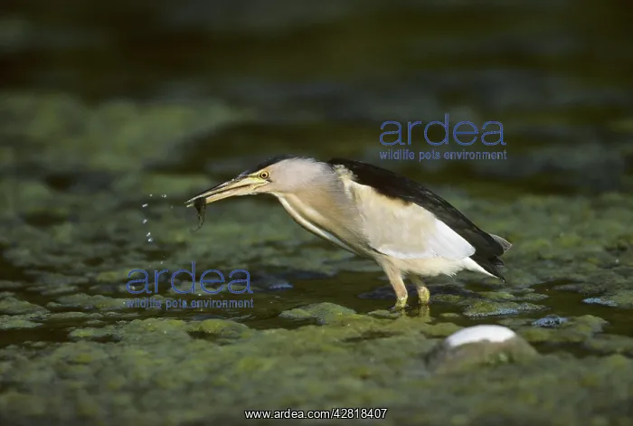  : Little Bittern - Fishing