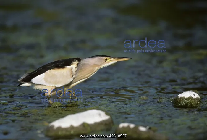: Little Bittern - Fishing for Tadpoles : Little Bittern - Fishing for Tadpoles