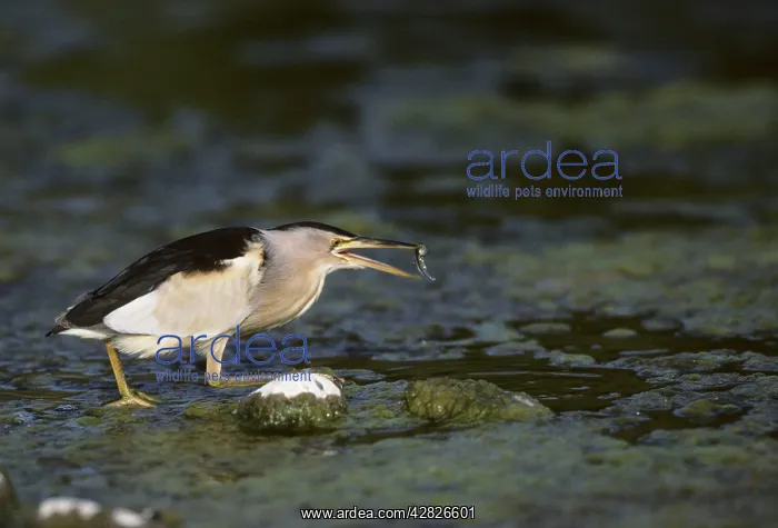 : Little Bittern - Fishing for Tadpoles : Little Bittern - Fishing for Tadpoles