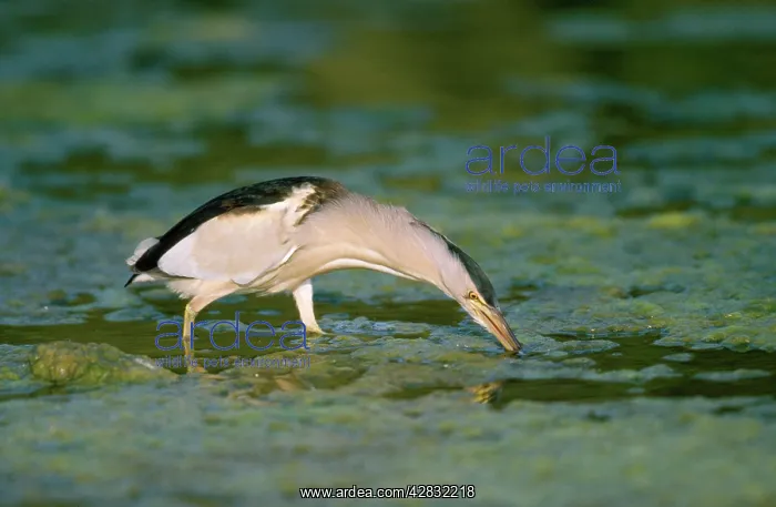 : Little Bittern - fishing for tadpoles : Little Bittern - fishing for tadpoles