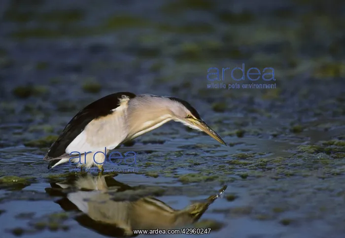  : Little Bittern - Fishing for Tadpoles