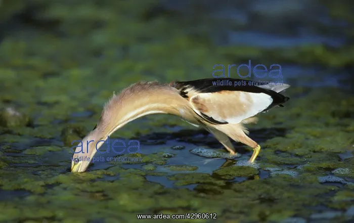 : Little Bittern - Fishing for Tadpoles : Little Bittern - Fishing for Tadpoles